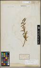 Foto von Salix alba L. x Salix fragilis L.